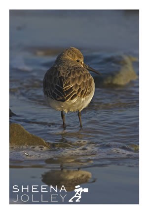 Sanderling  wader  bird  near Timoleague  Co Cork  Ireland  photograph Cool Dude ( Sanderling).jpg Cool Dude ( Sanderling).jpg Cool Dude ( Sanderling).jpg Cool Dude ( Sanderling).jpg